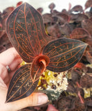 Anoectochilus chapaensis, Jewel Orchid, live potted plant