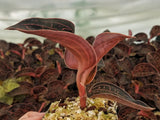 Anoectochilus chapaensis, Jewel Orchid, live potted plant