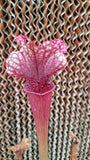 Sarracenia 'Judith Hindle', live carnivorous pitcher plant, potted