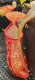 Nepenthes 'Gaya', tropical pitcher plant, live carnivorous plant, potted
