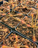 Drosera nidiformis, Sundew, live carnivorous plant, potted