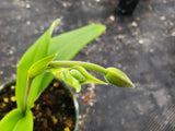 Phragmipedium besseae, species orchid, live, potted