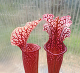 Sarracenia 'Judith Hindle', live carnivorous pitcher plant, potted