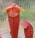 Sarracenia 'Bug Bat', live carnivorous pitcher plant, potted