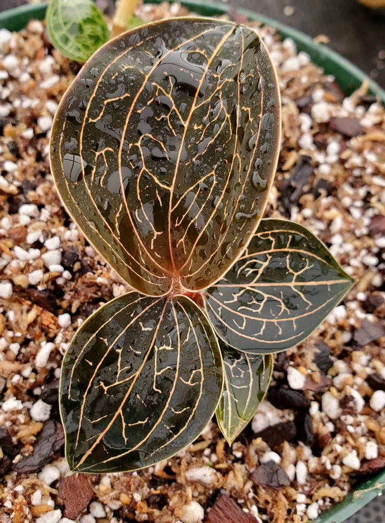 Anoectochilus chapaensis, Jewel Orchid, live potted plant