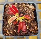Venus Flytrap 'G-16 Slack's Giant', live carnivorous plant, potted