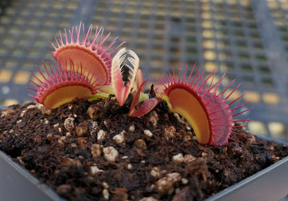 Venus Flytrap 'G-16 Slack's Giant', live carnivorous plant, potted