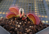 Venus Flytrap 'G-16 Slack's Giant', live carnivorous plant, potted
