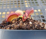 Venus Flytrap 'G-16 Slack's Giant', live carnivorous plant, potted