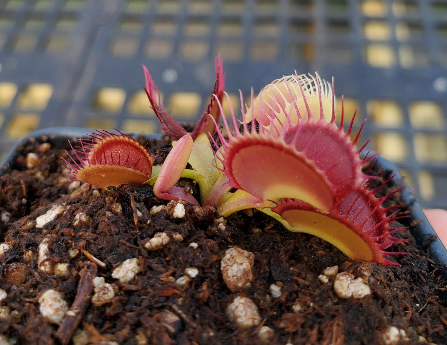 Venus Flytrap 'G-16 Slack's Giant', live carnivorous plant, potted