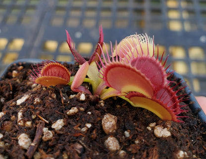 Venus Flytrap 'G-16 Slack's Giant', live carnivorous plant, potted