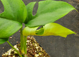 Rhaphidophora tetrasperma, Mini Monstera, live plant, potted