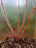 Drosera filiformis 'Florida Red', Thread leaf sundew, live carnivorous plant, potted