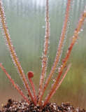 Drosera filiformis 'Florida Red', Thread leaf sundew, live carnivorous plant, potted