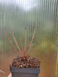 Drosera filiformis 'Florida Red', Thread leaf sundew, live carnivorous plant, potted