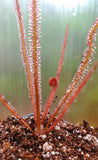 Drosera filiformis 'Florida Red', Thread leaf sundew, live carnivorous plant, potted