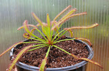 Drosera capensis 'Wide Leaf',  Cape Sundew, live carnivorous plant, potted