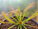 Drosera capensis 'Wide Leaf',  Cape Sundew, live carnivorous plant, potted