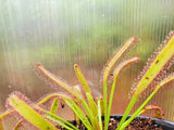 Drosera capensis 'Wide Leaf',  Cape Sundew, live carnivorous plant, potted