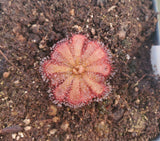 Drosera aliciae, Alice Sundew, live carnivorous plant, potted