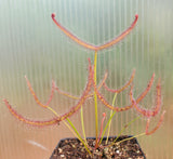 Drosera x 'Marston Dragon', Large Forked Leaf Sundew, live carnivorous plant, potted