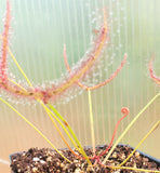 Drosera x 'Marston Dragon', Large Forked Leaf Sundew, live carnivorous plant, potted