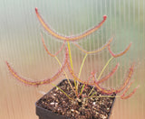Drosera x 'Marston Dragon', Large Forked Leaf Sundew, live carnivorous plant, potted