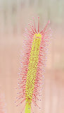 Drosera capensis, Cape Sundew, live carnivorous plant, potted
