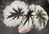 Large Begonia 'Fire Woman', live houseplant, potted