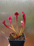 Sarracenia x 'Juthatip Soper', live carnivorous pitcher plant, potted