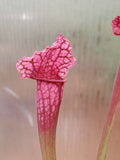 Sarracenia x 'Juthatip Soper', live carnivorous pitcher plant, potted