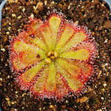Drosera aliciae, Alice Sundew, live carnivorous plant, potted