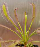 Drosera capensis 'Wide Leaf',  Cape Sundew, live carnivorous plant, potted