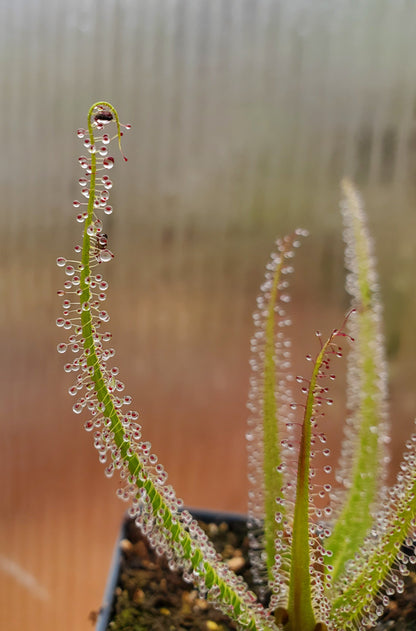 live carnivorous plant - 5