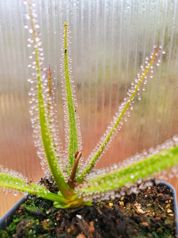 Drosera regia, King Sundew, live carnivorous plant, potted