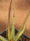 Drosera regia, King Sundew, live carnivorous plant, potted