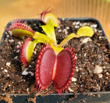 Venus Flytrap 'B52', live carnivorous plant, potted,