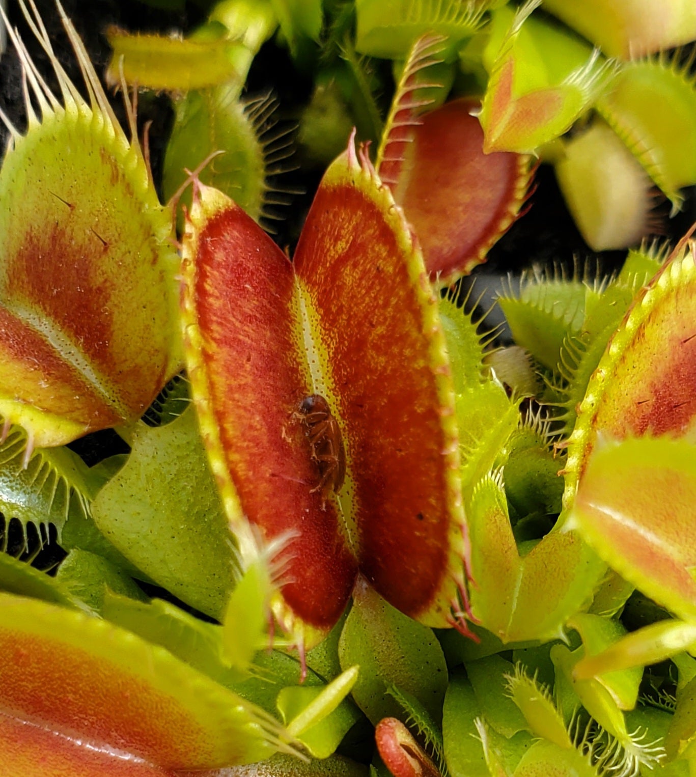 Venus Flytrap 'G-16 Slack's Giant', live carnivorous plant, potted