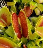 Venus Flytrap 'G-16 Slack's Giant', live carnivorous plant, potted
