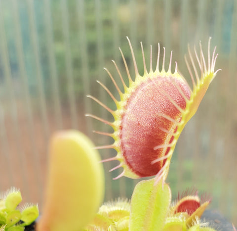 Venus Flytrap 'G-16 Slack's Giant', live carnivorous plant, potted