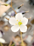 Drosera x 'Marston Dragon', Large Forked Leaf Sundew, live carnivorous plant, potted