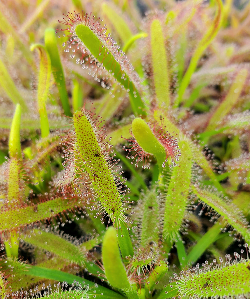 Drosera capensis 'Wide Leaf',  Cape Sundew, live carnivorous plant, potted