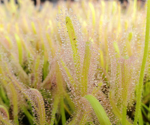 Drosera capensis 'Alba', Cape Sundew, live carnivorous plant, potted