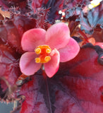 Begonia 'Harmony's Red Robin', live houseplant, potted