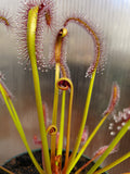 Drosera capensis 'Red', live carnivorous plant, potted