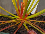 Drosera capensis 'Red', live carnivorous plant, potted