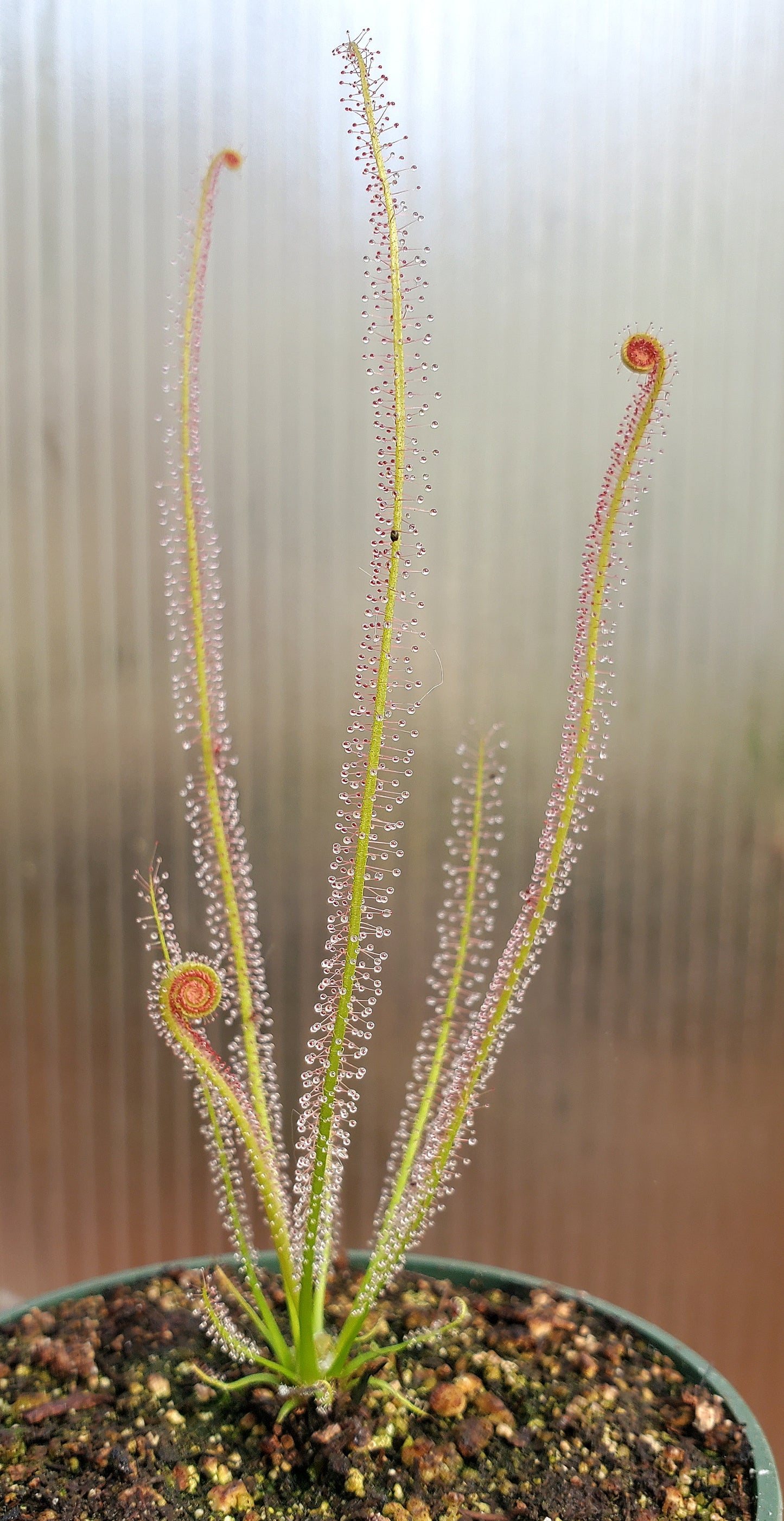 Drosera x Dreamsicle, Thread leaf sundew, live carnivorous plant, potted