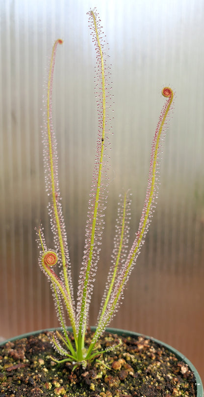 Drosera x Dreamsicle, Thread leaf sundew, live carnivorous plant, potted