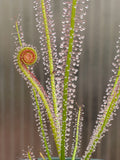 Drosera x Dreamsicle, Thread leaf sundew, live carnivorous plant, potted