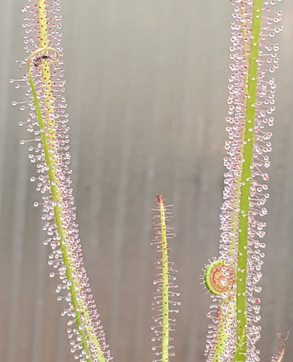 Drosera x Dreamsicle, Thread leaf sundew, live carnivorous plant, potted